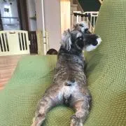 azuの画像