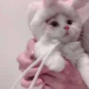 shiの画像
