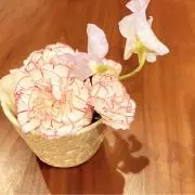 cappucci-noの画像
