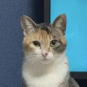 ぱて