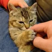 ミミコの画像