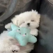 ♡の画像