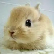 夢ママの画像