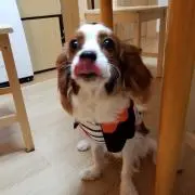 やすの画像