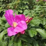 ニコニコばあばの画像