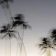 おにぎりの画像