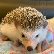 ayuの画像