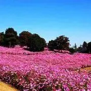 キャンドル♪の画像