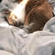 たままの画像