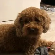 なゆた
