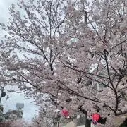 TAMAちゃんの画像