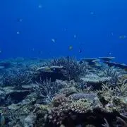 ラブの画像
