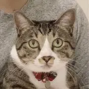 ろどー