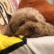 ちゃんラムの画像