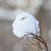 kakiPの画像