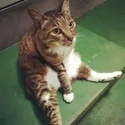ゆきちょん