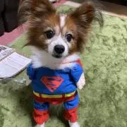 リュウシュンの画像