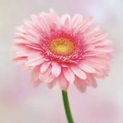 あんぱんの画像