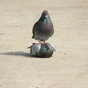 ガルスキー