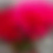 YSの画像