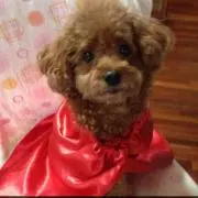 ちこ
