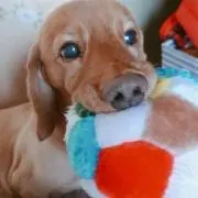 松ぼっくり