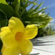 ASA✳︎の画像