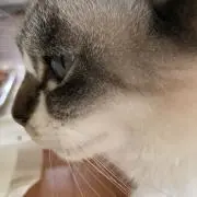 カスミン