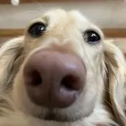 けいしーの画像