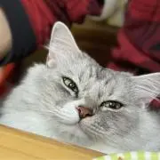 HNの画像