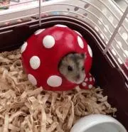 きなこ