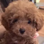 ハナリン