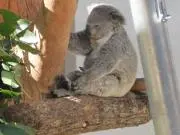 とら吉の画像