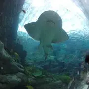 ぽんた