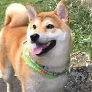 でんでん