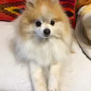バミーの画像