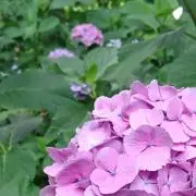 コウの画像