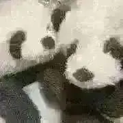 ねこ 不定期