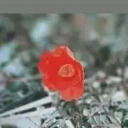 ののの画像