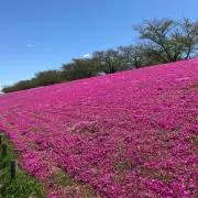ハナミズキの画像