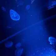 にこの画像