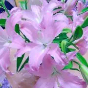 けろんぱの画像