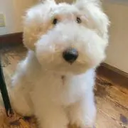 nicoの画像