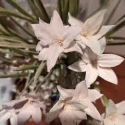 ぴぐるんの画像