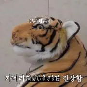 dyの画像