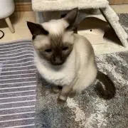 むーの画像