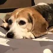 モモ