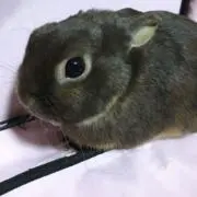 パール