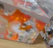 中村