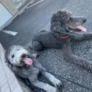こたらい